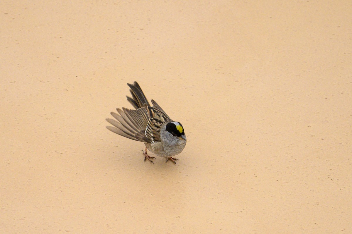 Golden-crowned Sparrow - ML657496975