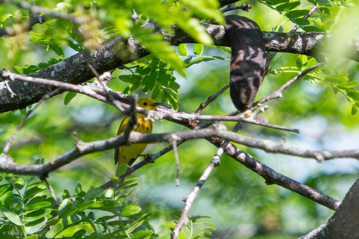 Northern Yellow Warbler - ML657497233