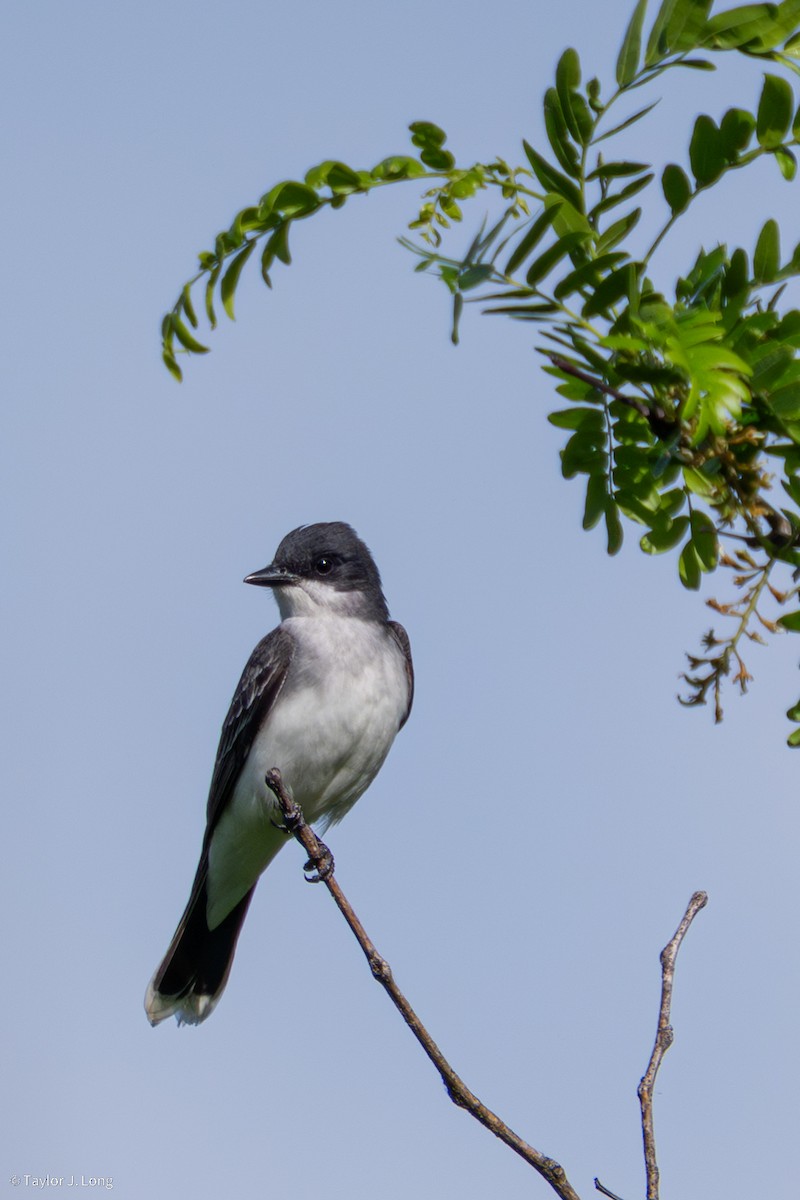 Eastern Kingbird - ML657497262