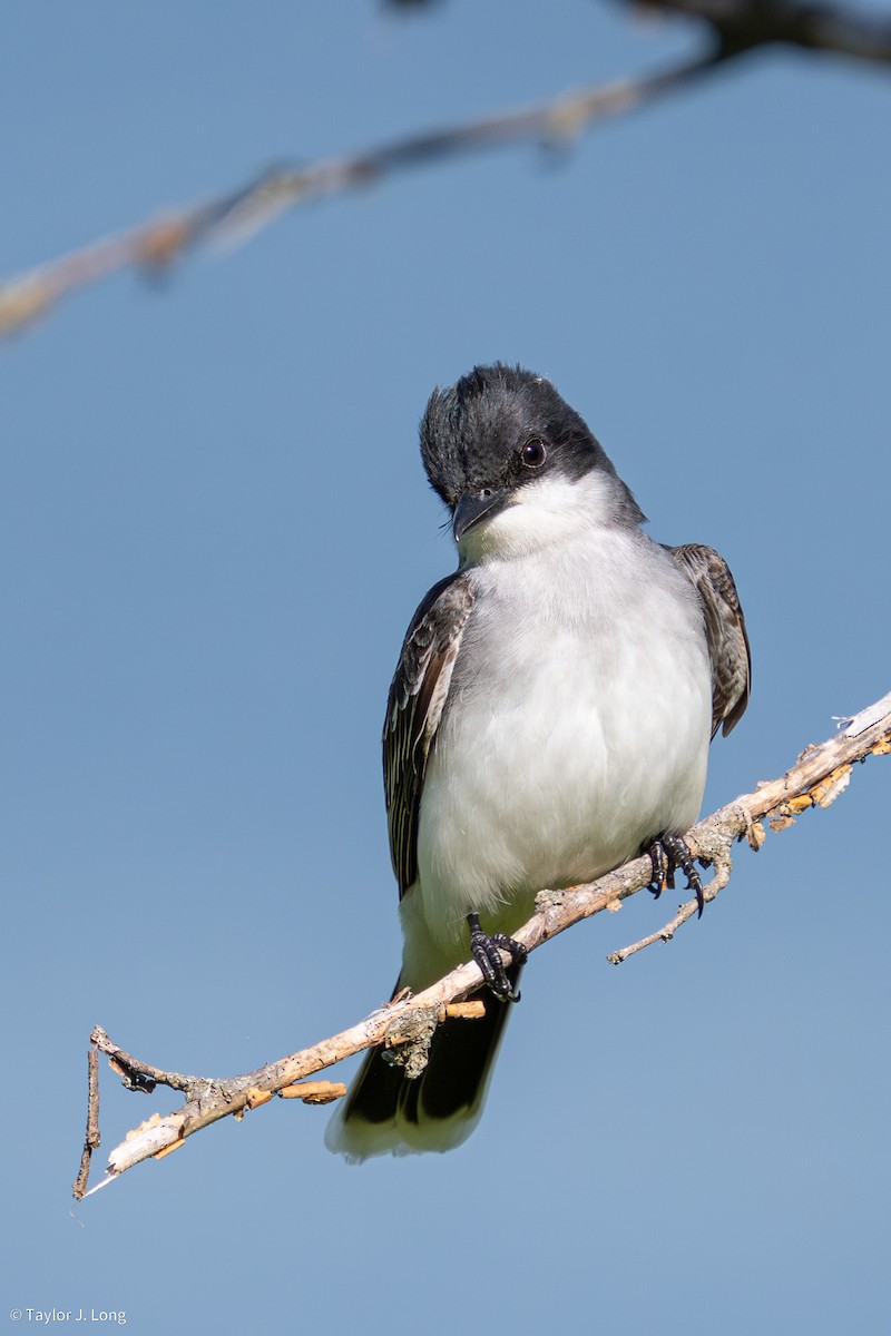 Eastern Kingbird - ML657497263