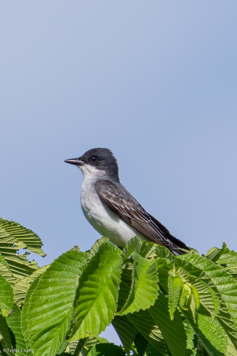 Eastern Kingbird - ML657497264
