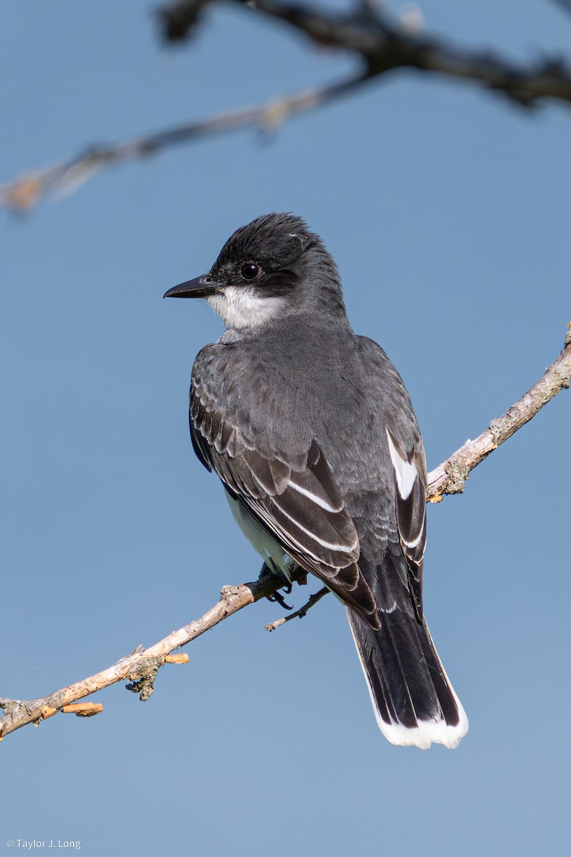 Eastern Kingbird - ML657497265
