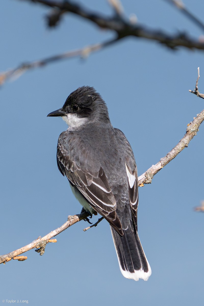 Eastern Kingbird - ML657497266