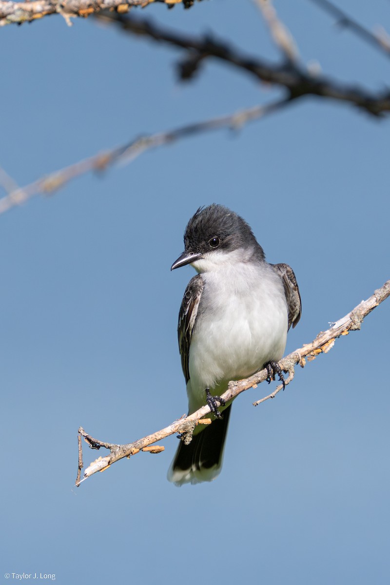 Eastern Kingbird - ML657497267
