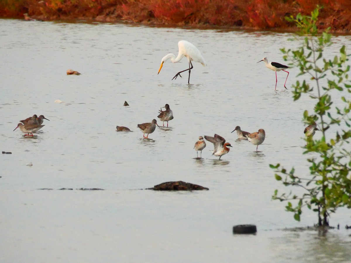 Greater Sand-Plover - ML657497289