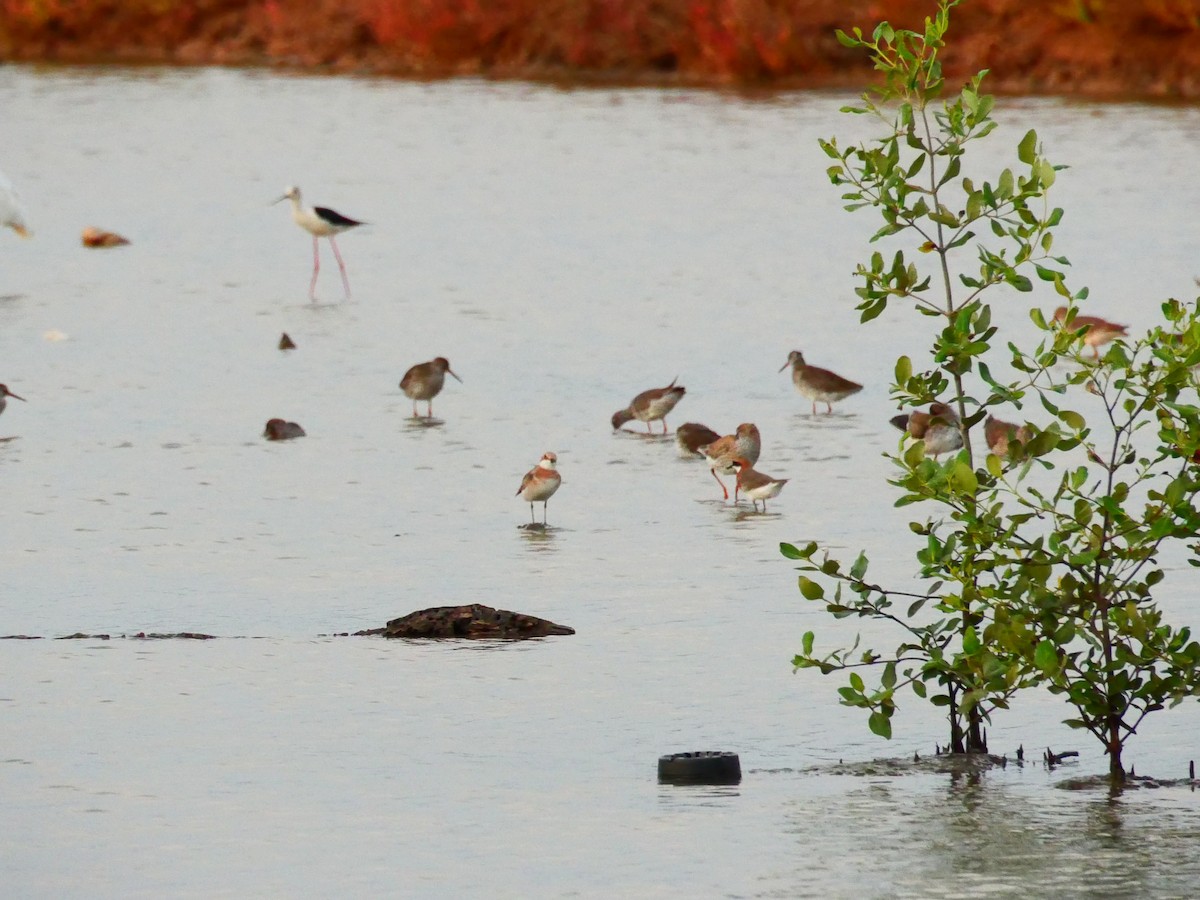 Greater Sand-Plover - ML657497290