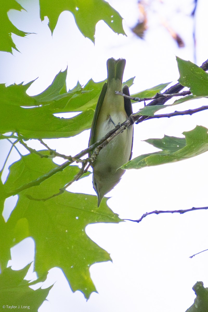 Red-eyed Vireo - ML657497315