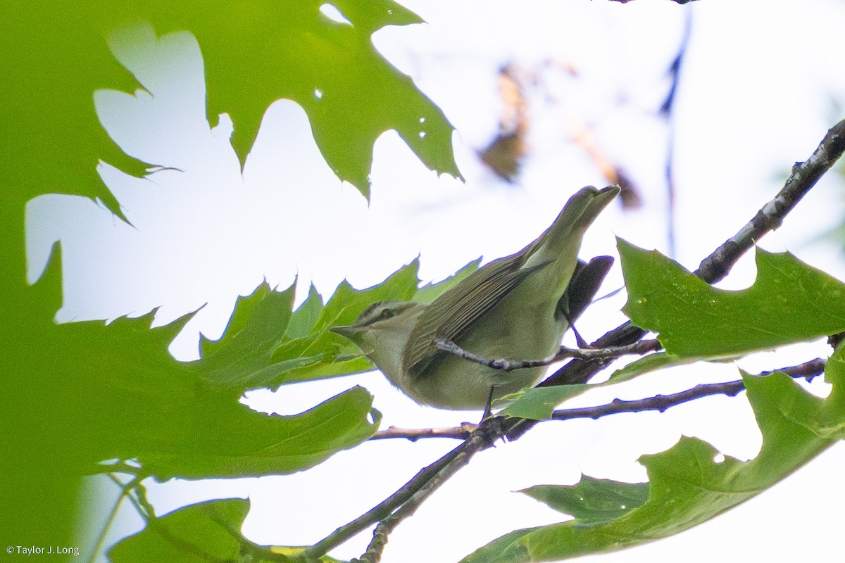 Red-eyed Vireo - ML657497316