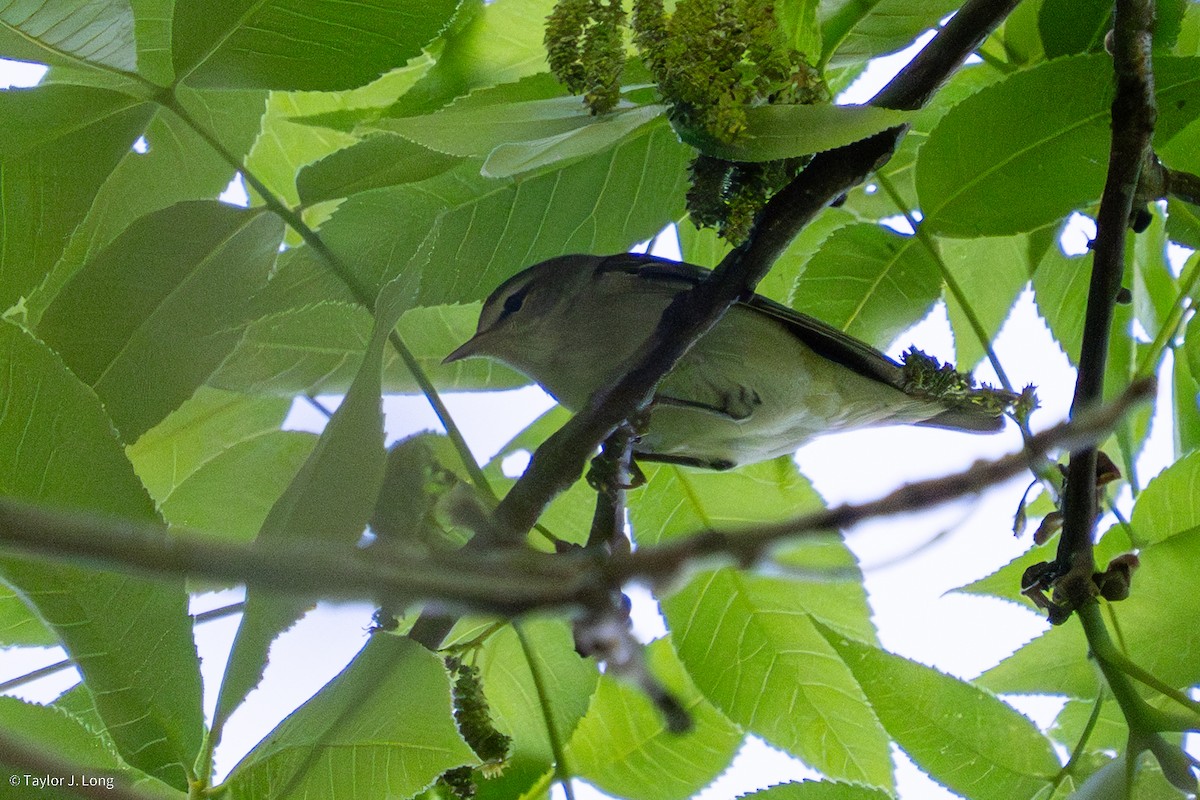 Red-eyed Vireo - ML657497317