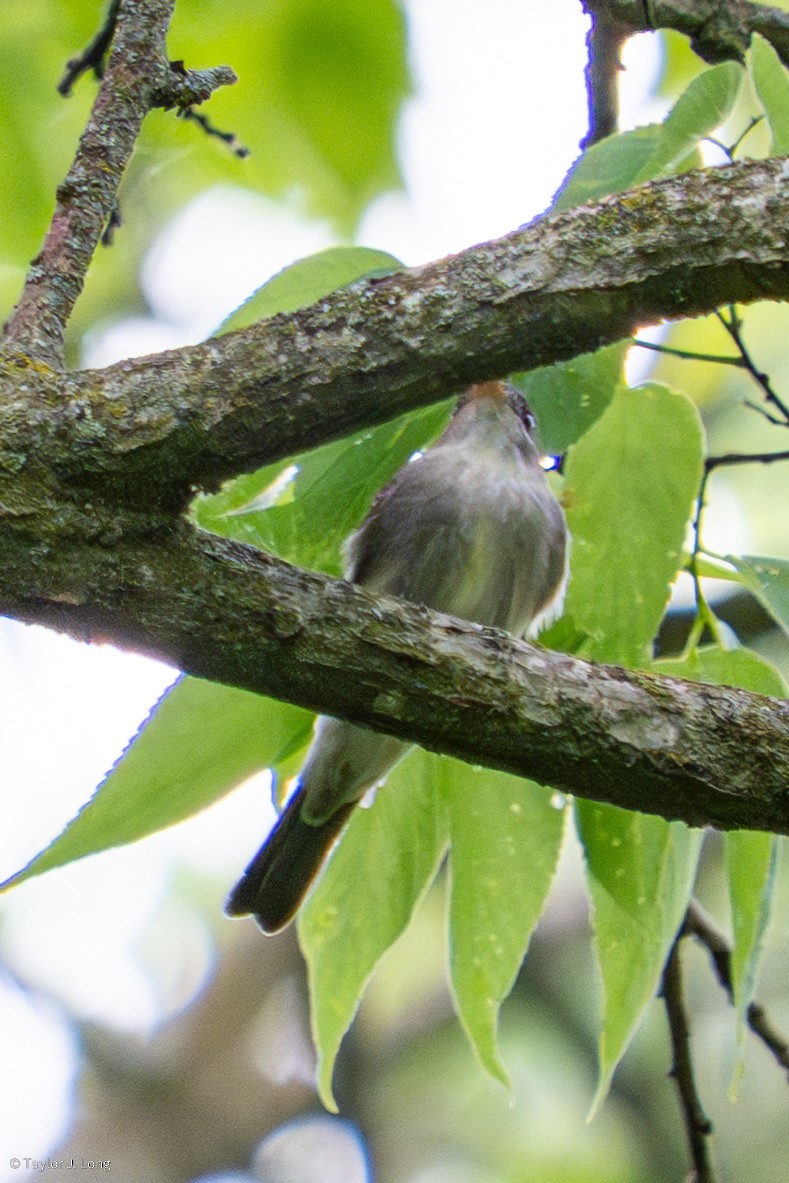 Eastern Wood-Pewee - ML657497420