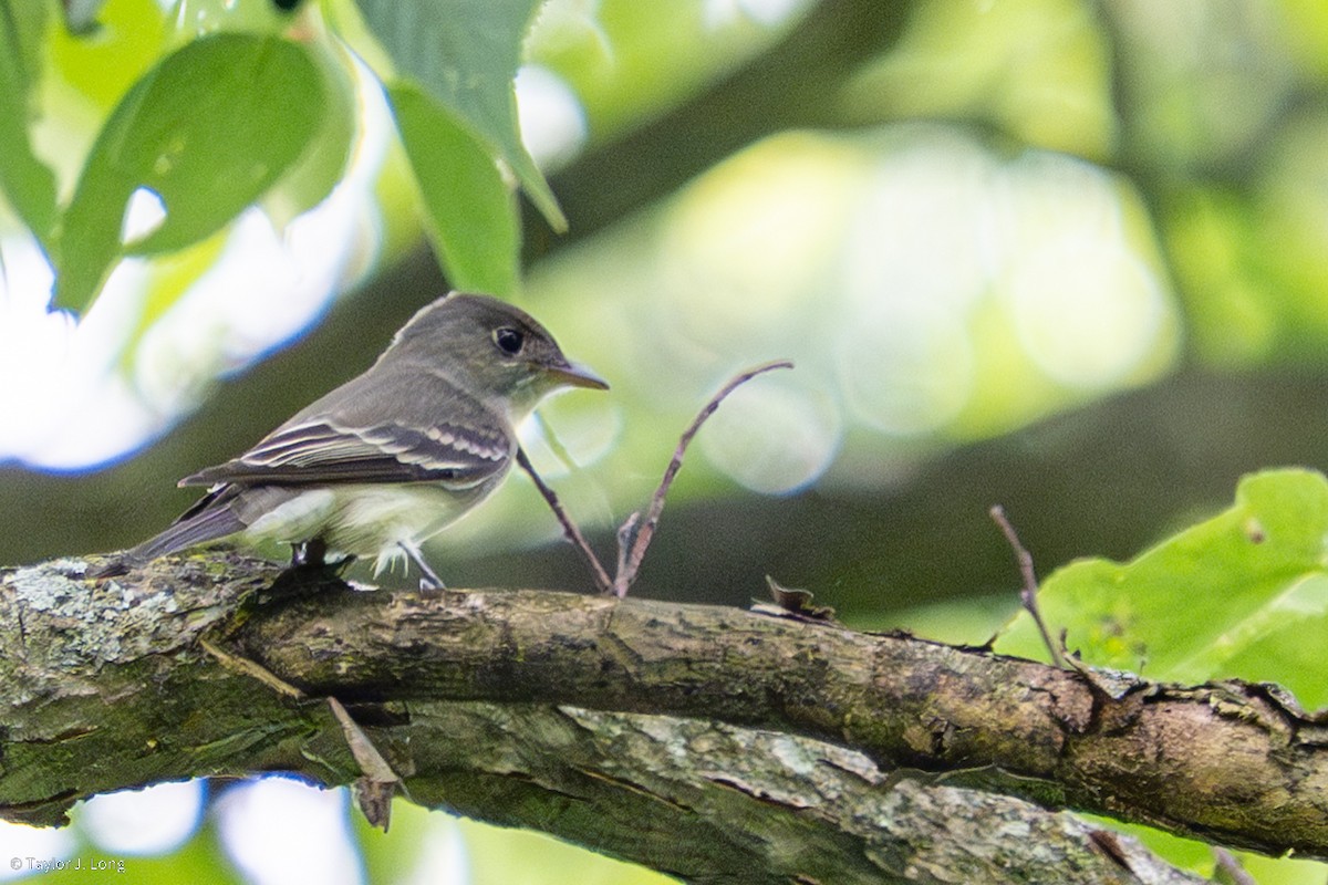 Eastern Wood-Pewee - ML657497421
