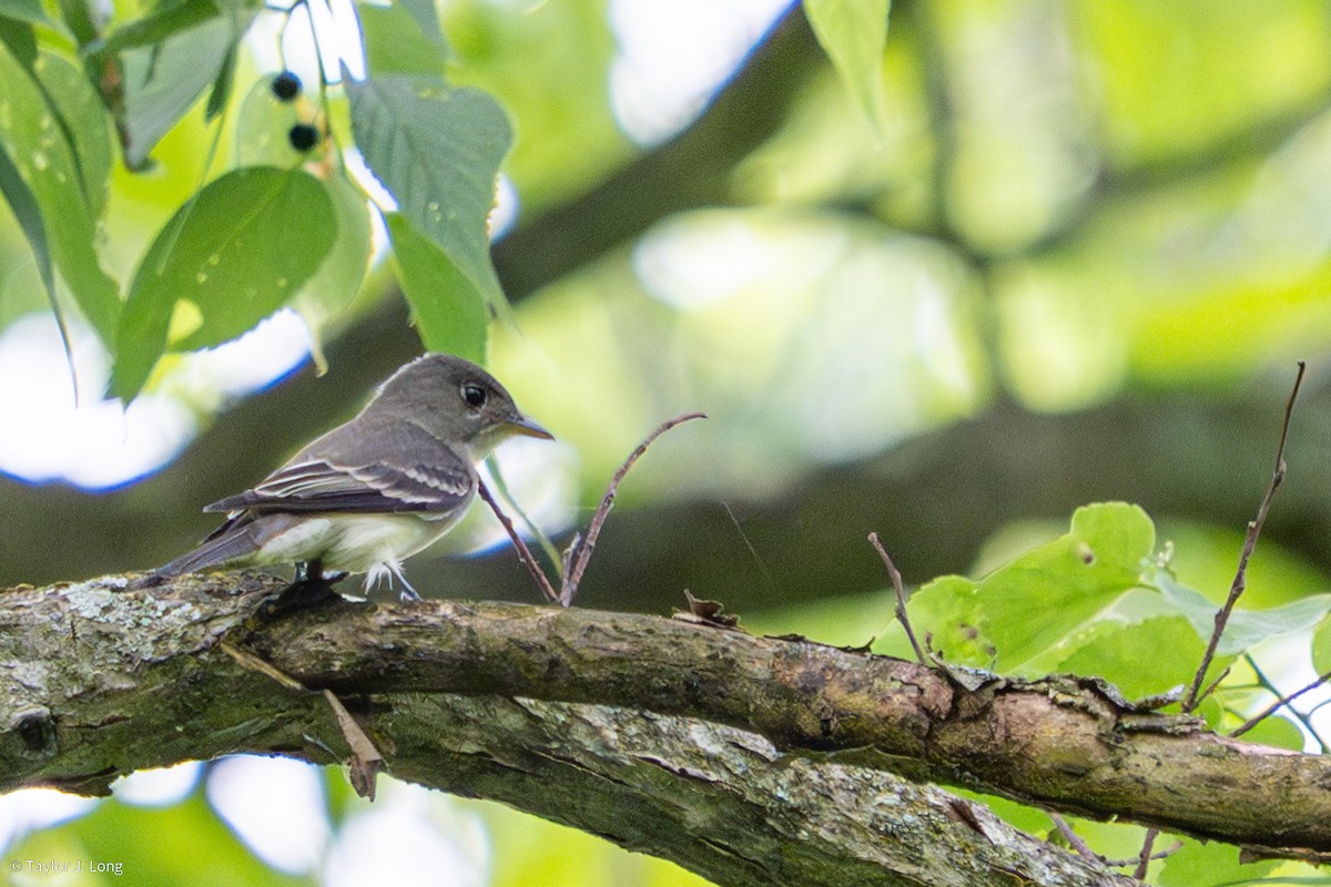 Eastern Wood-Pewee - ML657497422