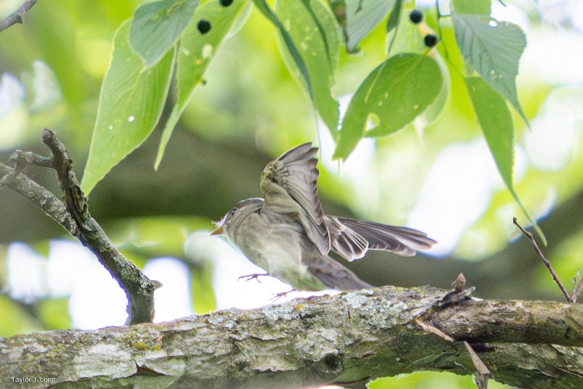 Eastern Wood-Pewee - ML657497423