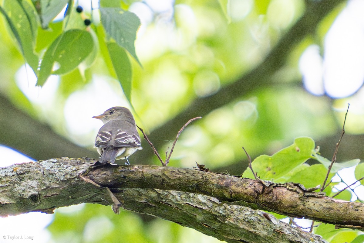 Eastern Wood-Pewee - ML657497424