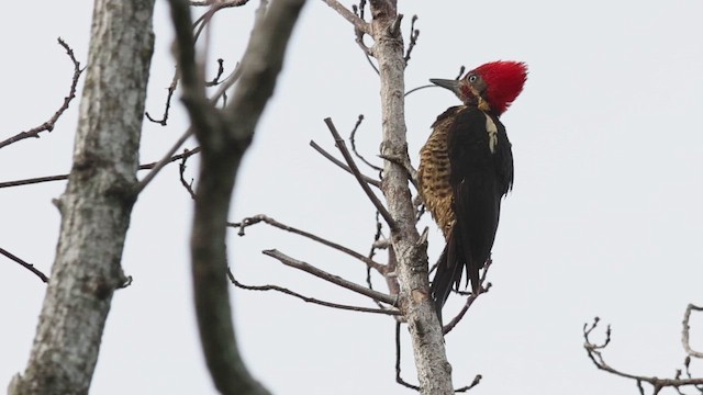 Lineated Woodpecker - ML657497771