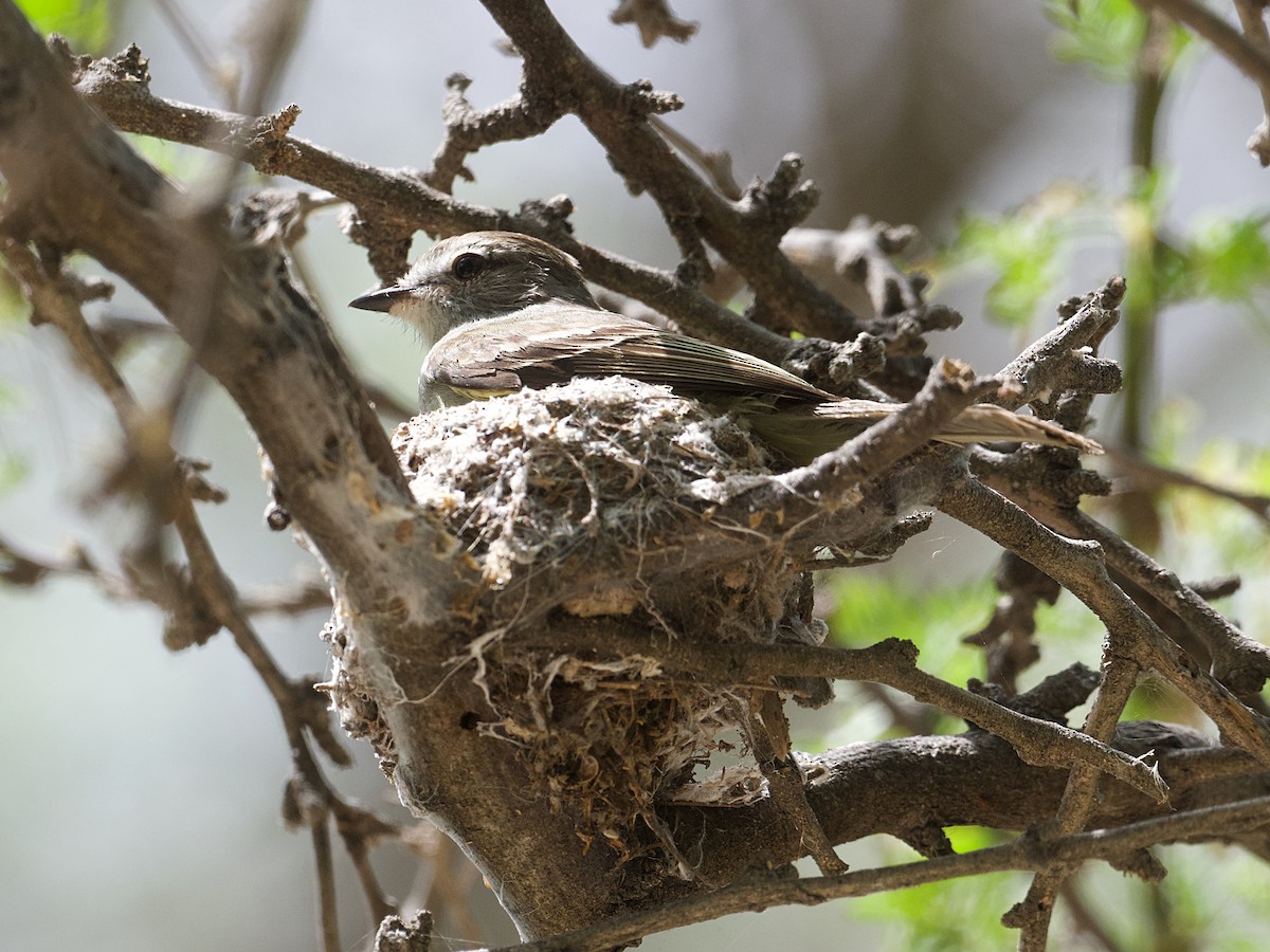 Northern Scrub-Flycatcher - ML657498395