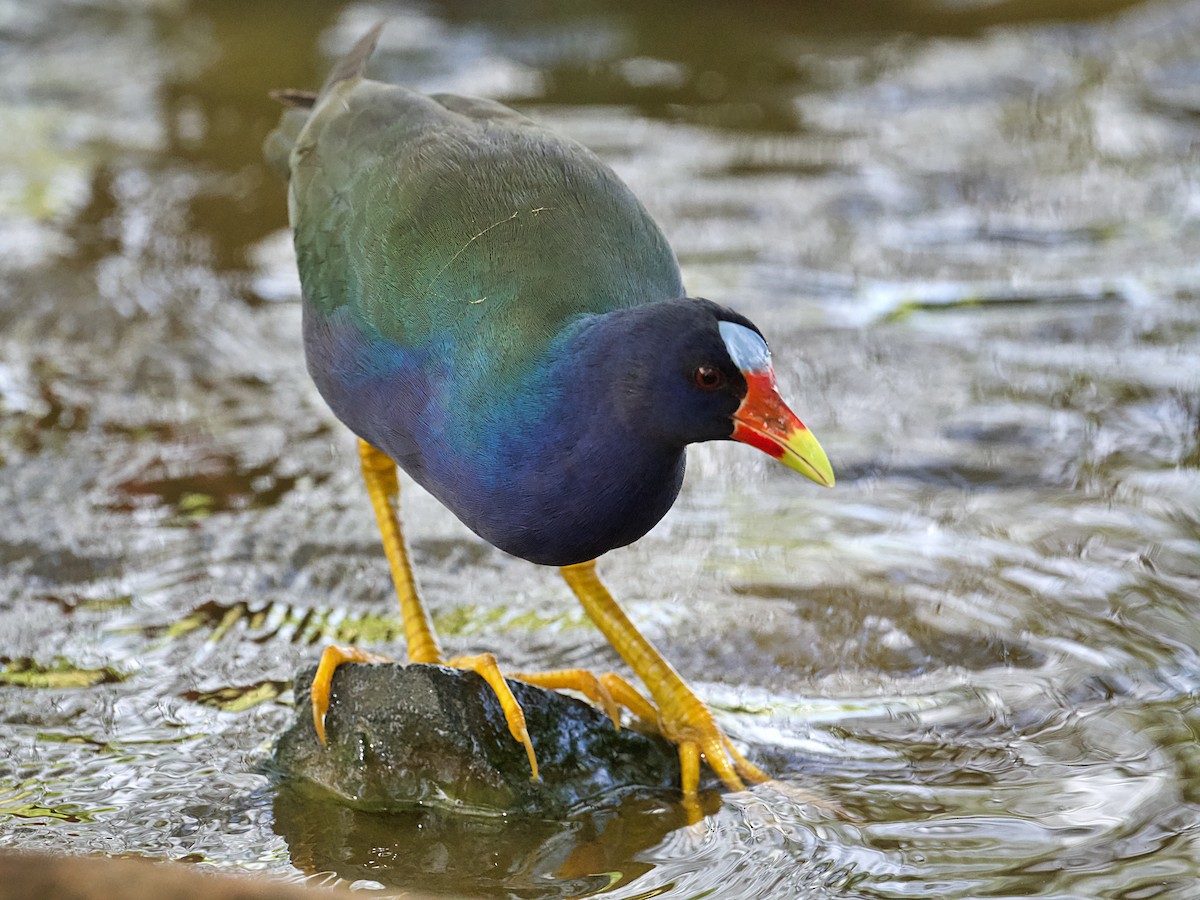 פורפיריה אמריקנית - ML657498955