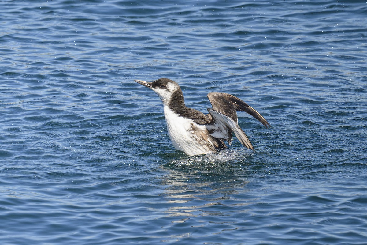 Guillemot marmette - ML657499003