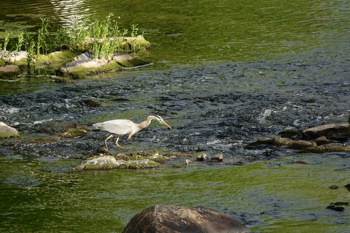 Great Blue Heron - ML657499018