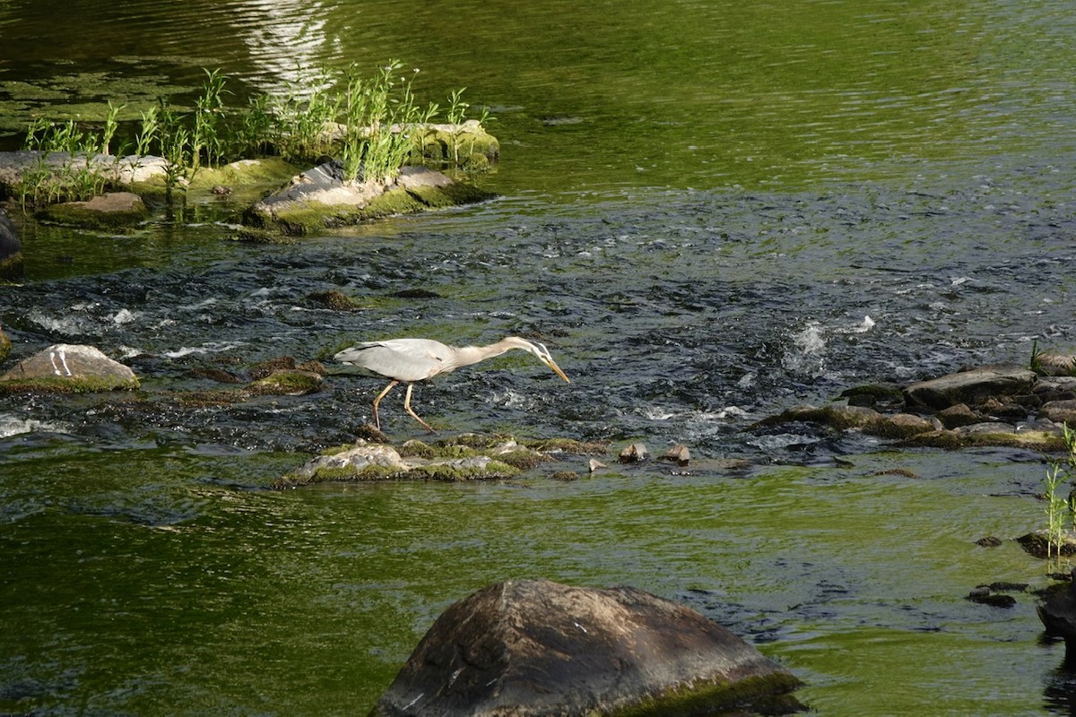 Great Blue Heron - ML657499019