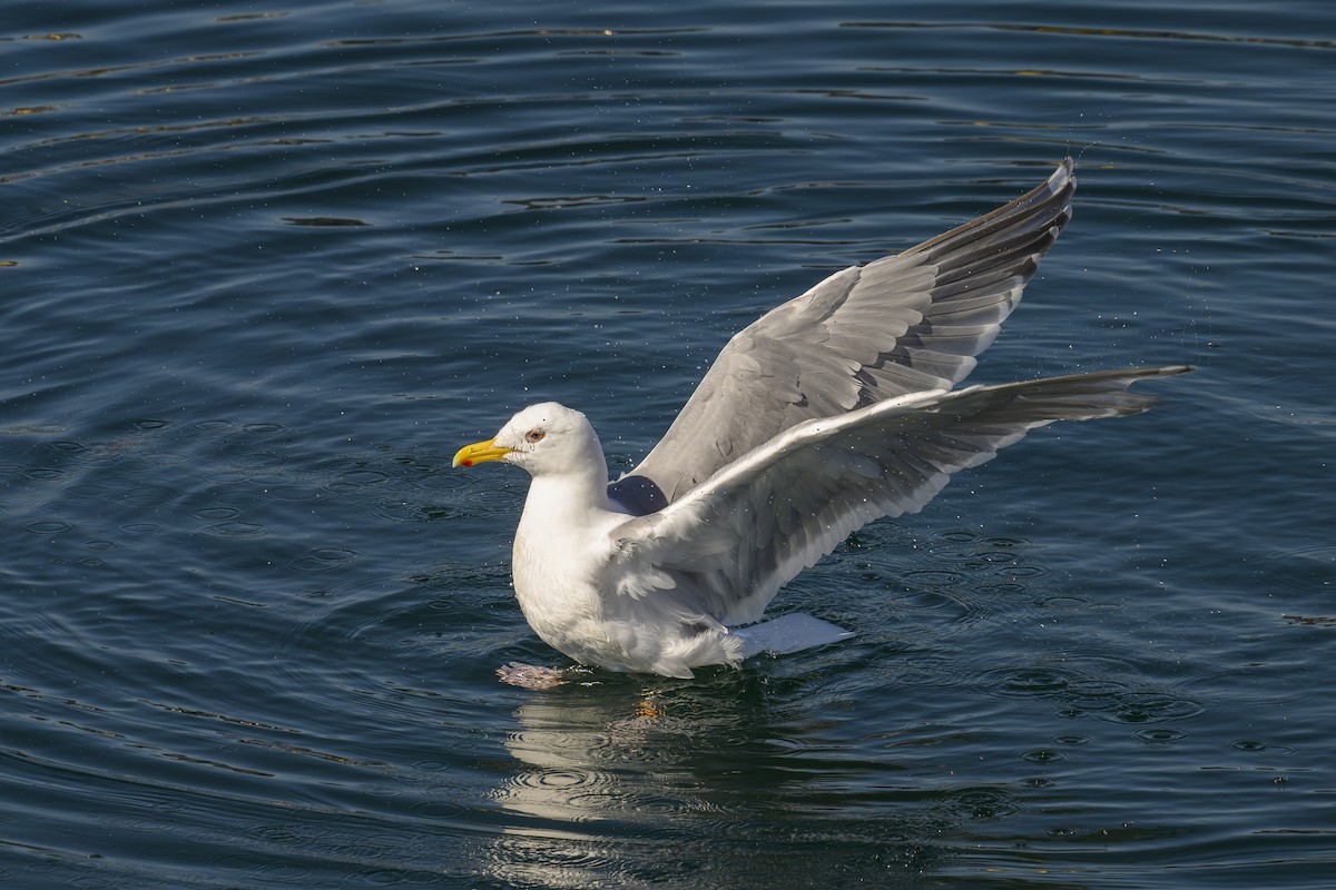 Hybride Goéland d'Audubon x G. à ailes grises - ML657499100