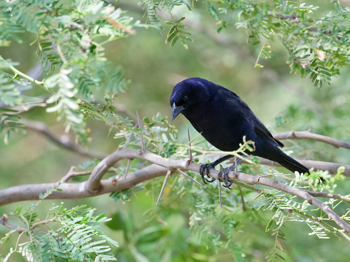 Shiny Cowbird - ML657499346