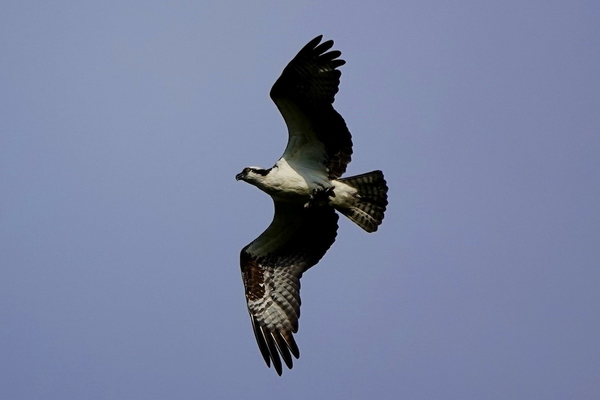 Osprey - ML657499533