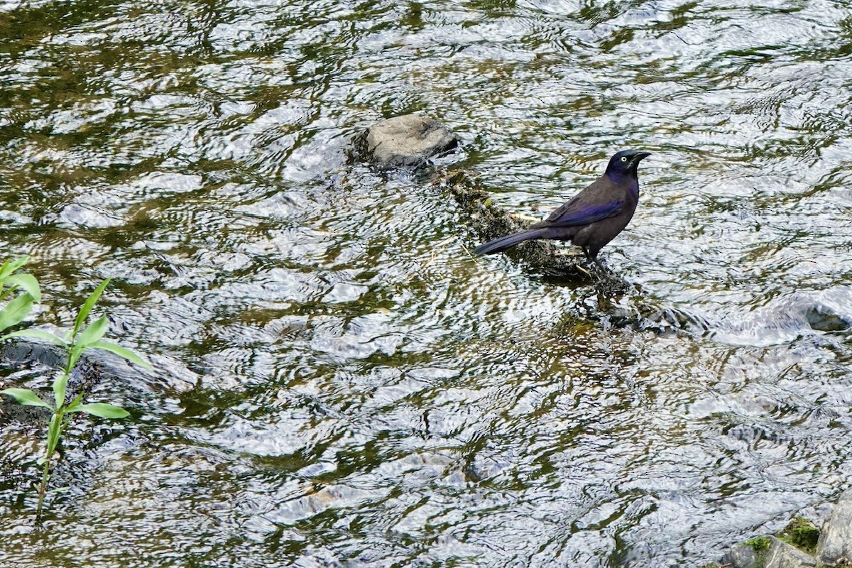 Common Grackle - ML657499572