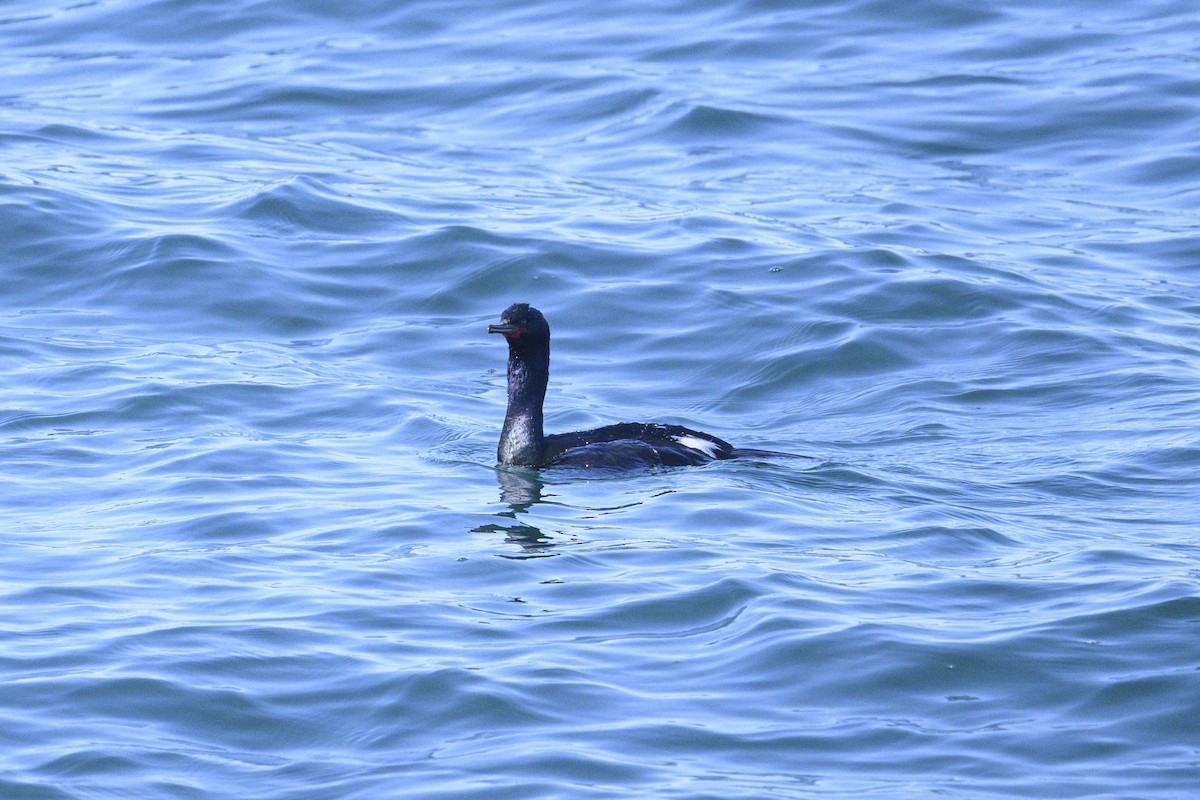Cormoran pélagique - ML657499616