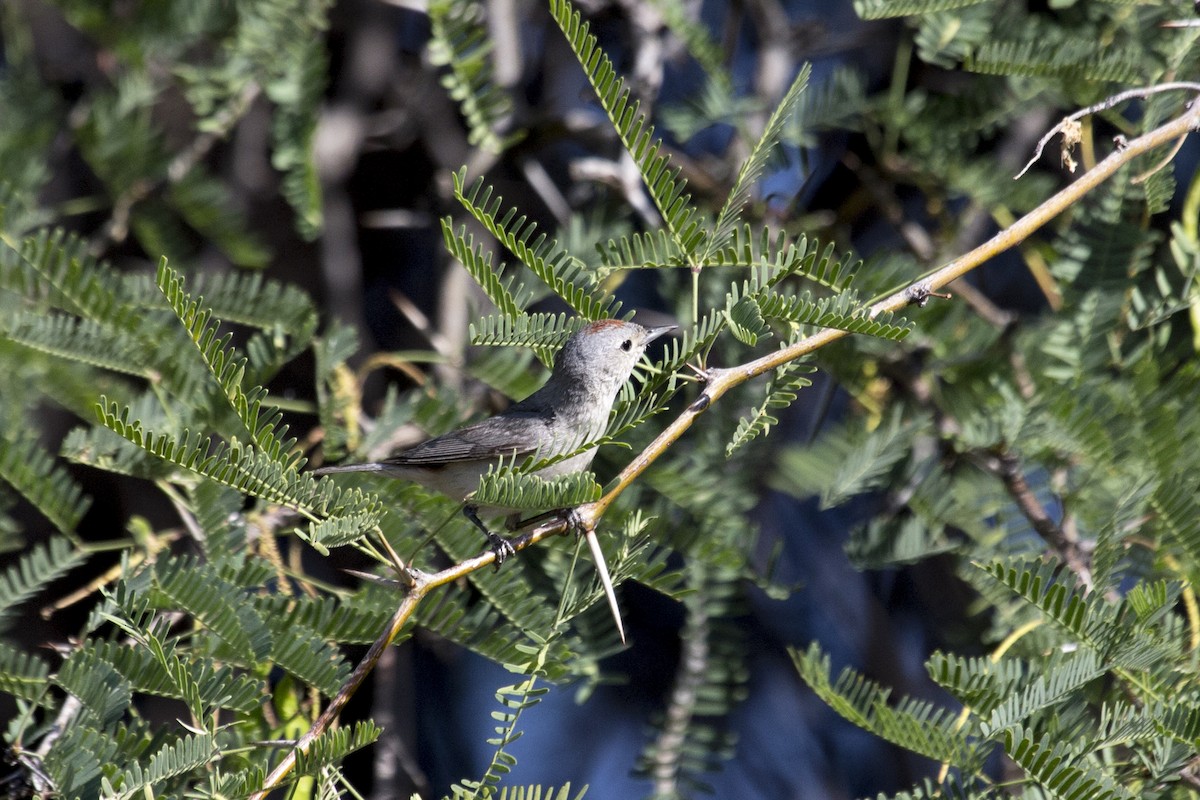 Lucy's Warbler - ML657499917