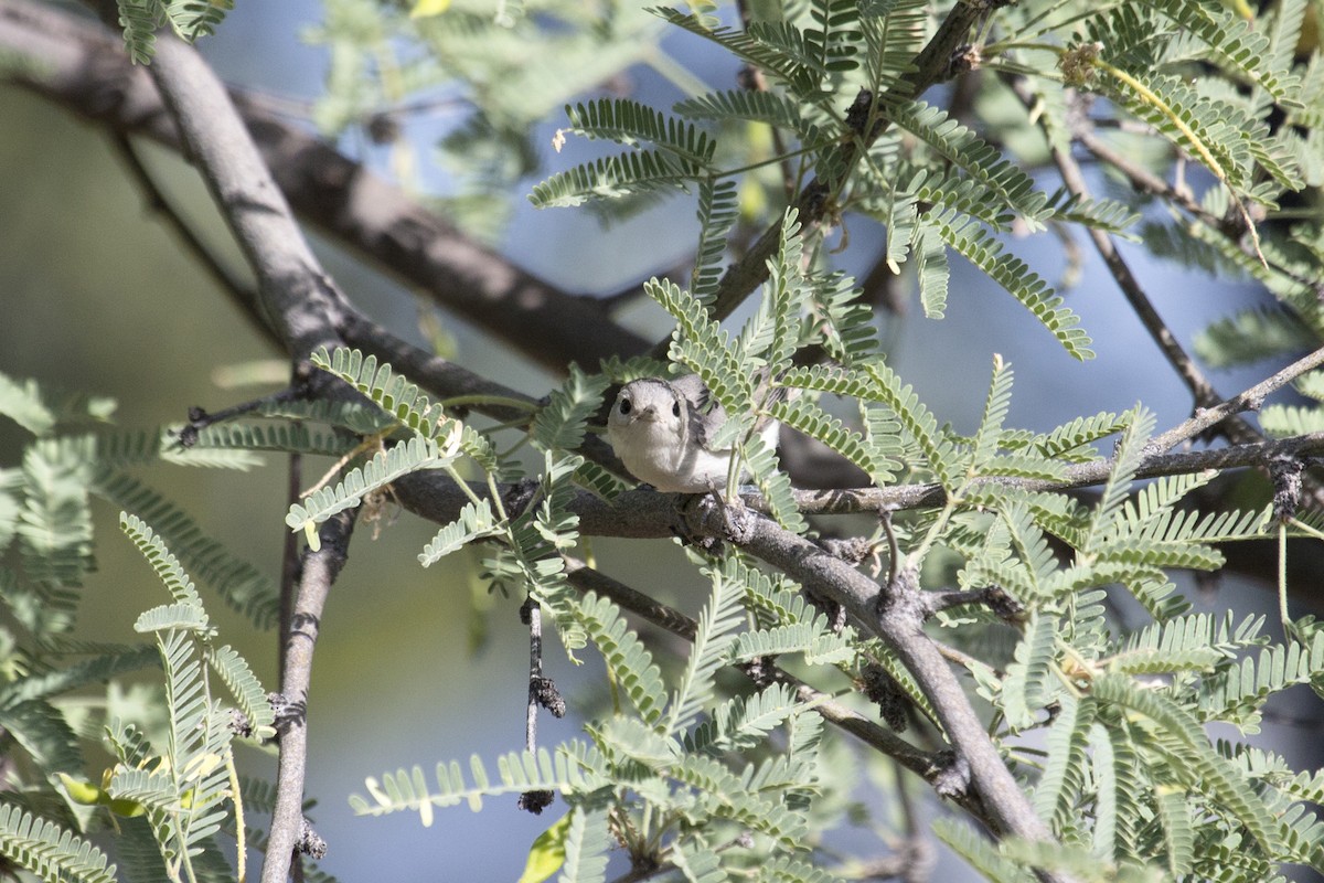 Lucy's Warbler - ML657499918