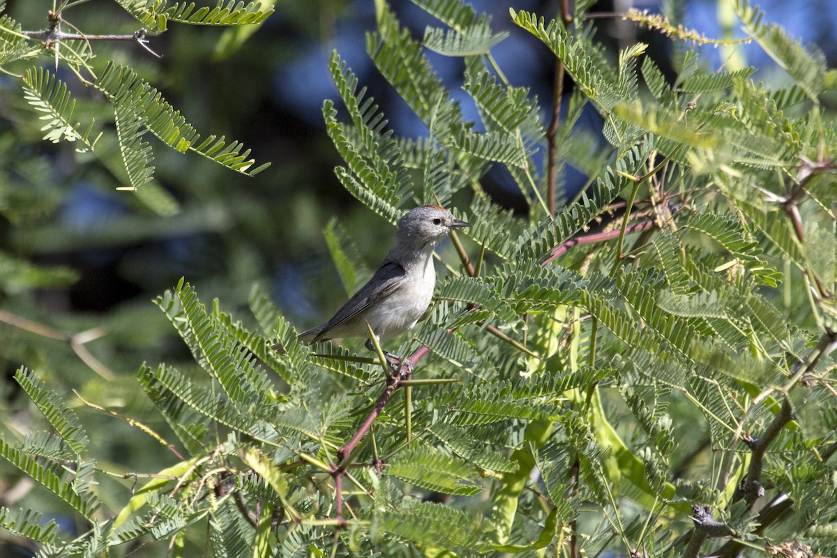 Lucy's Warbler - ML657499919