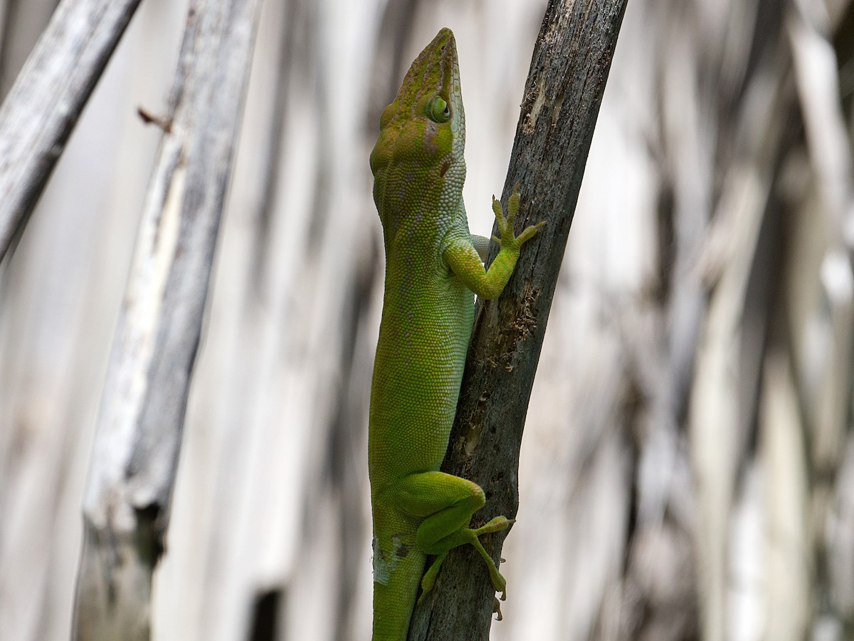 Cuban Green Anole - ML657499924