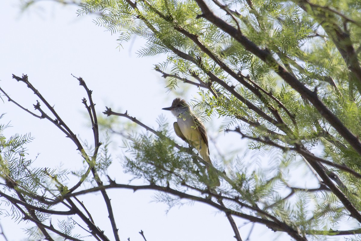 Brown-crested Flycatcher - ML657499954