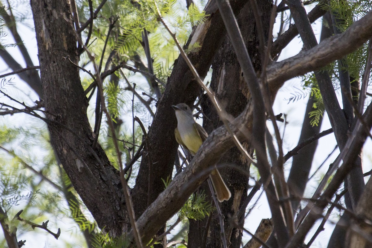 Brown-crested Flycatcher - ML657499955