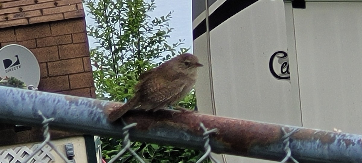 Northern House Wren - ML657500138