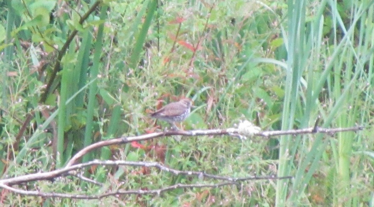 Spotted Sandpiper - ML65750021