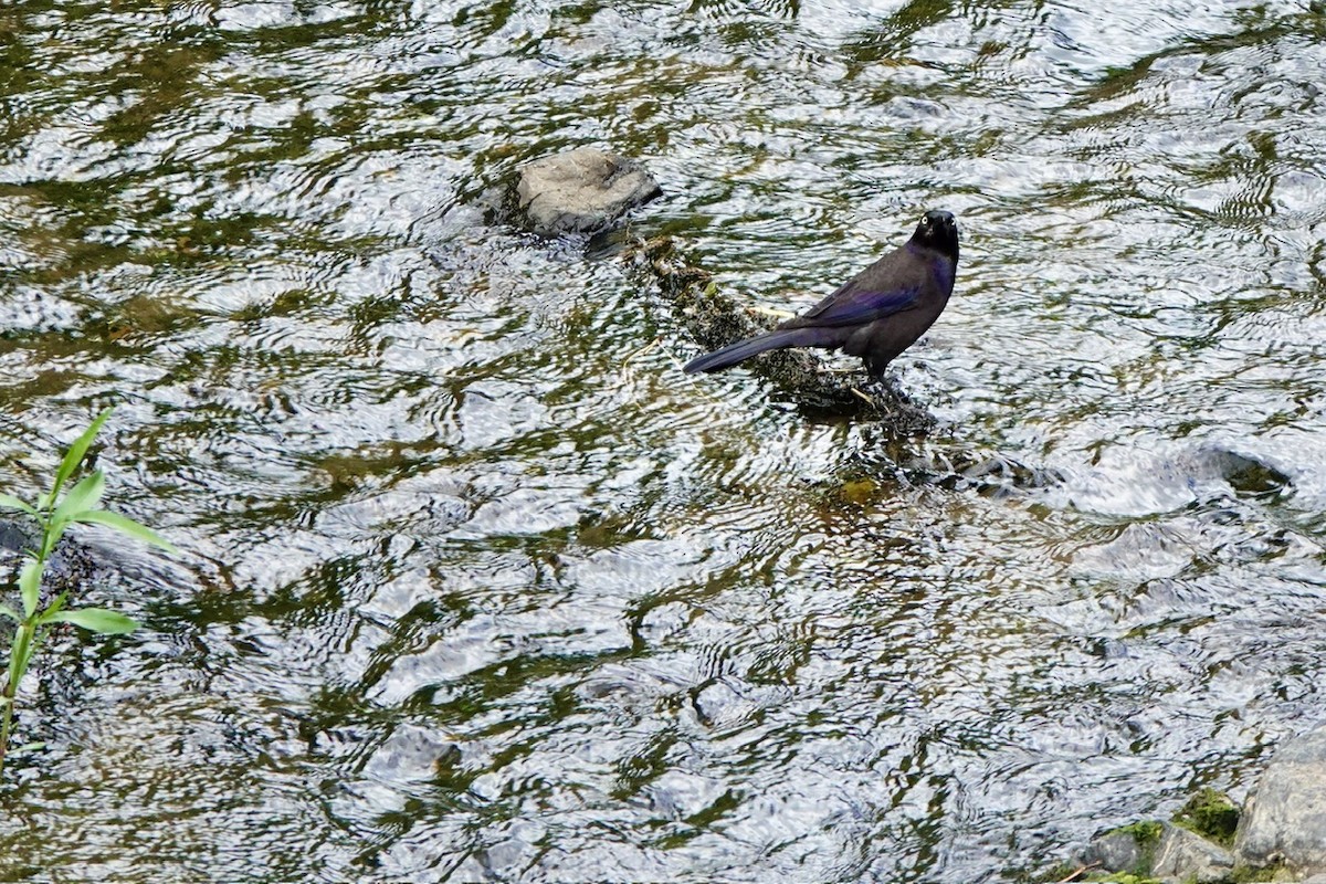 Common Grackle - ML657500213