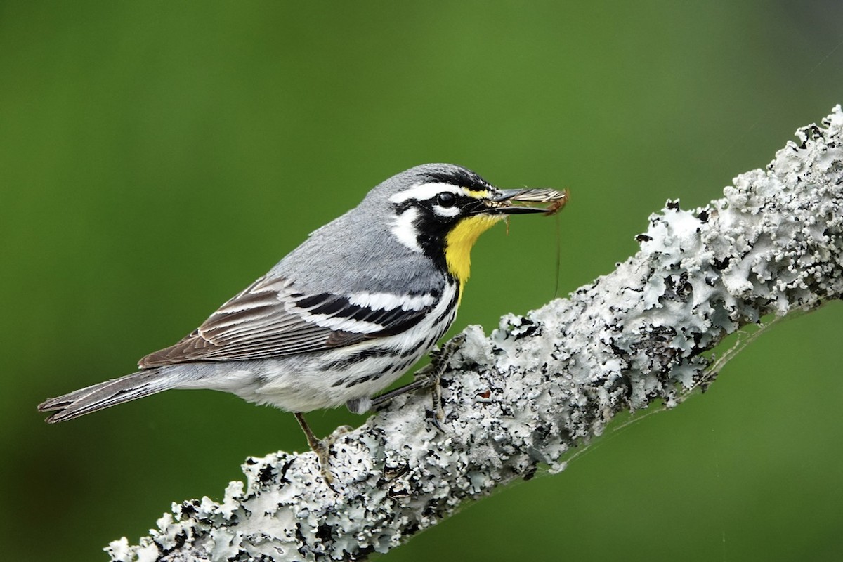 Yellow-throated Warbler - ML657500253