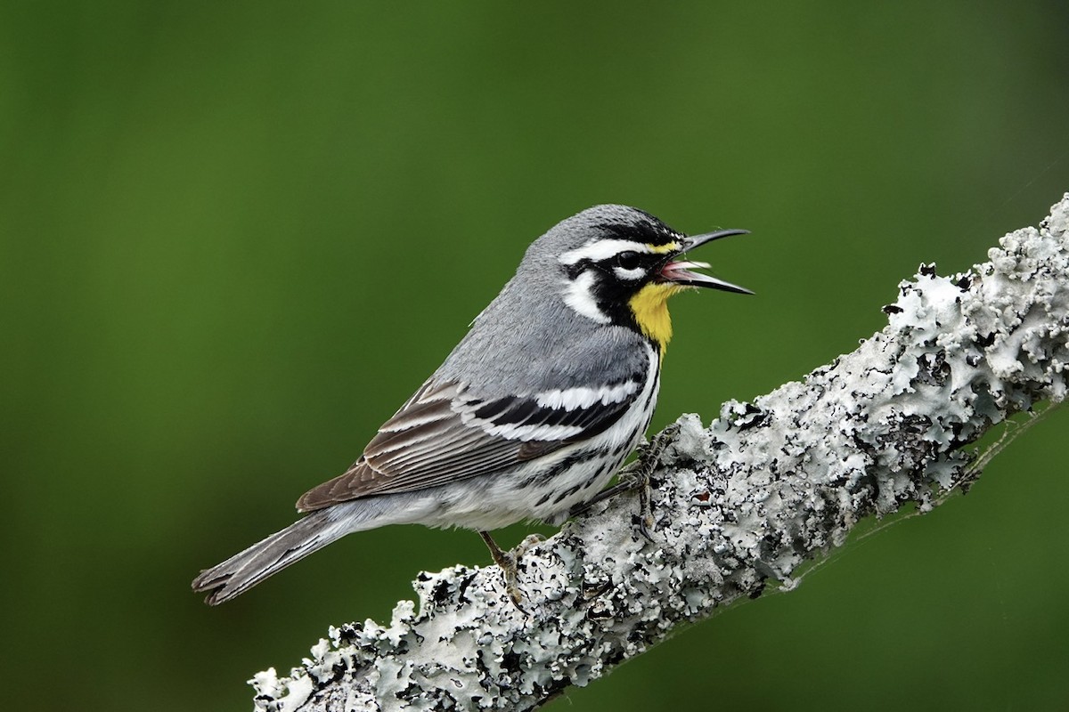 Yellow-throated Warbler - ML657500254