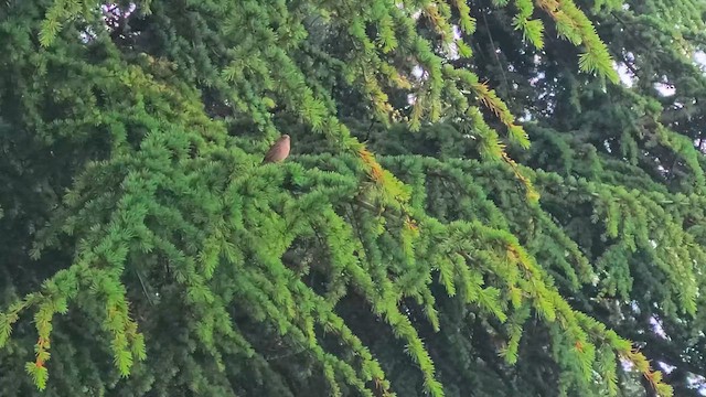Northern House Wren - ML657500613