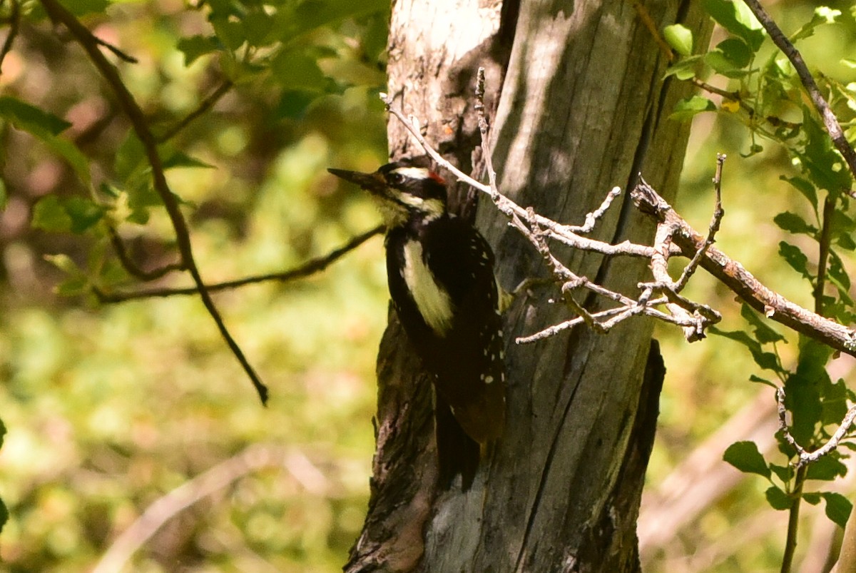 Hairy Woodpecker - ML657500931