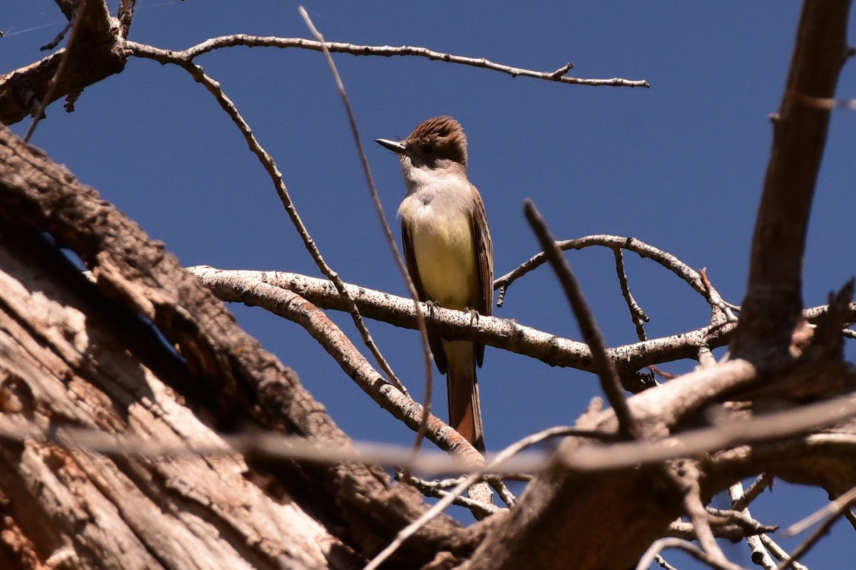 Ash-throated Flycatcher - ML657500942