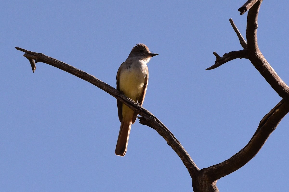 Ash-throated Flycatcher - ML657500943