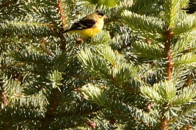 Lesser Goldfinch - ML657500955