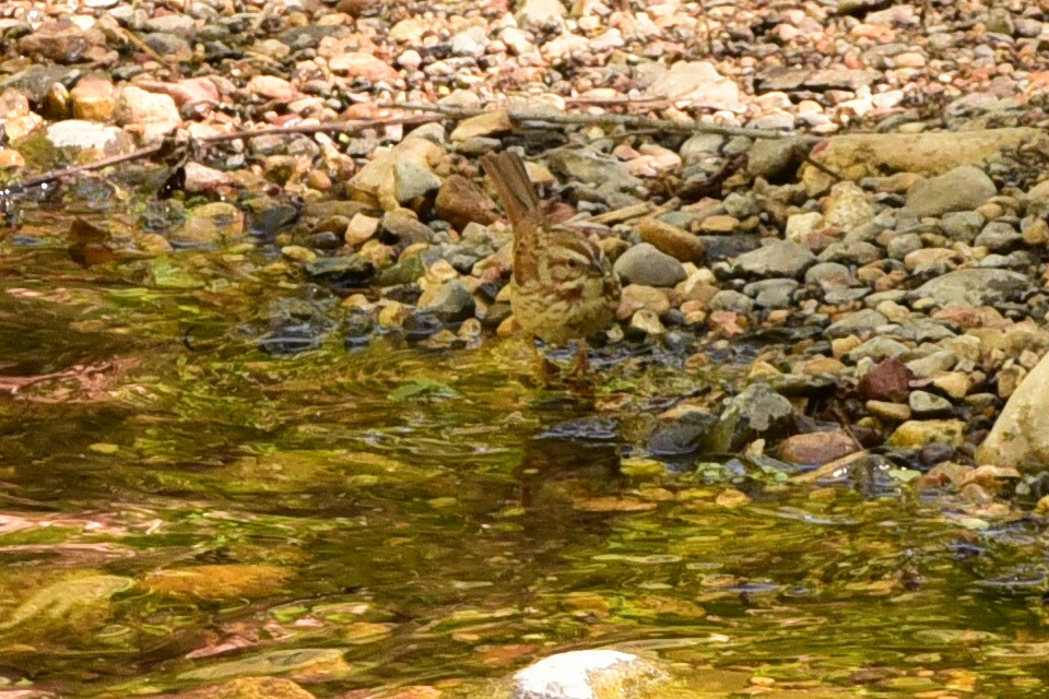 Song Sparrow - ML657500977