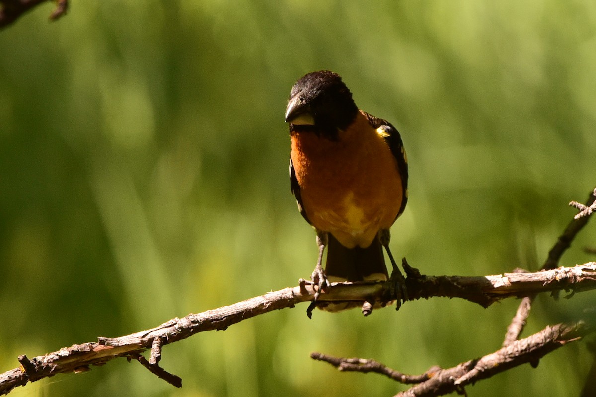 Black-headed Grosbeak - ML657500993