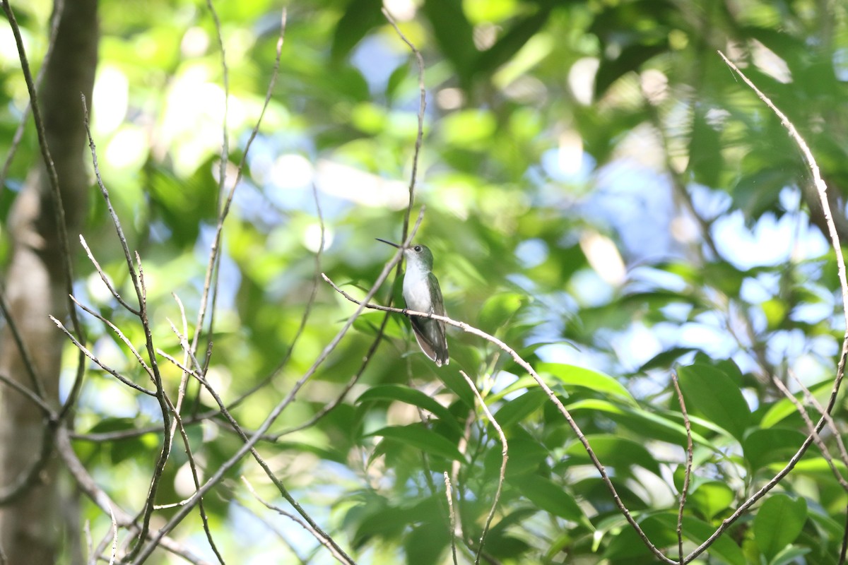 Colibrí Ruiseñor - ML657501061