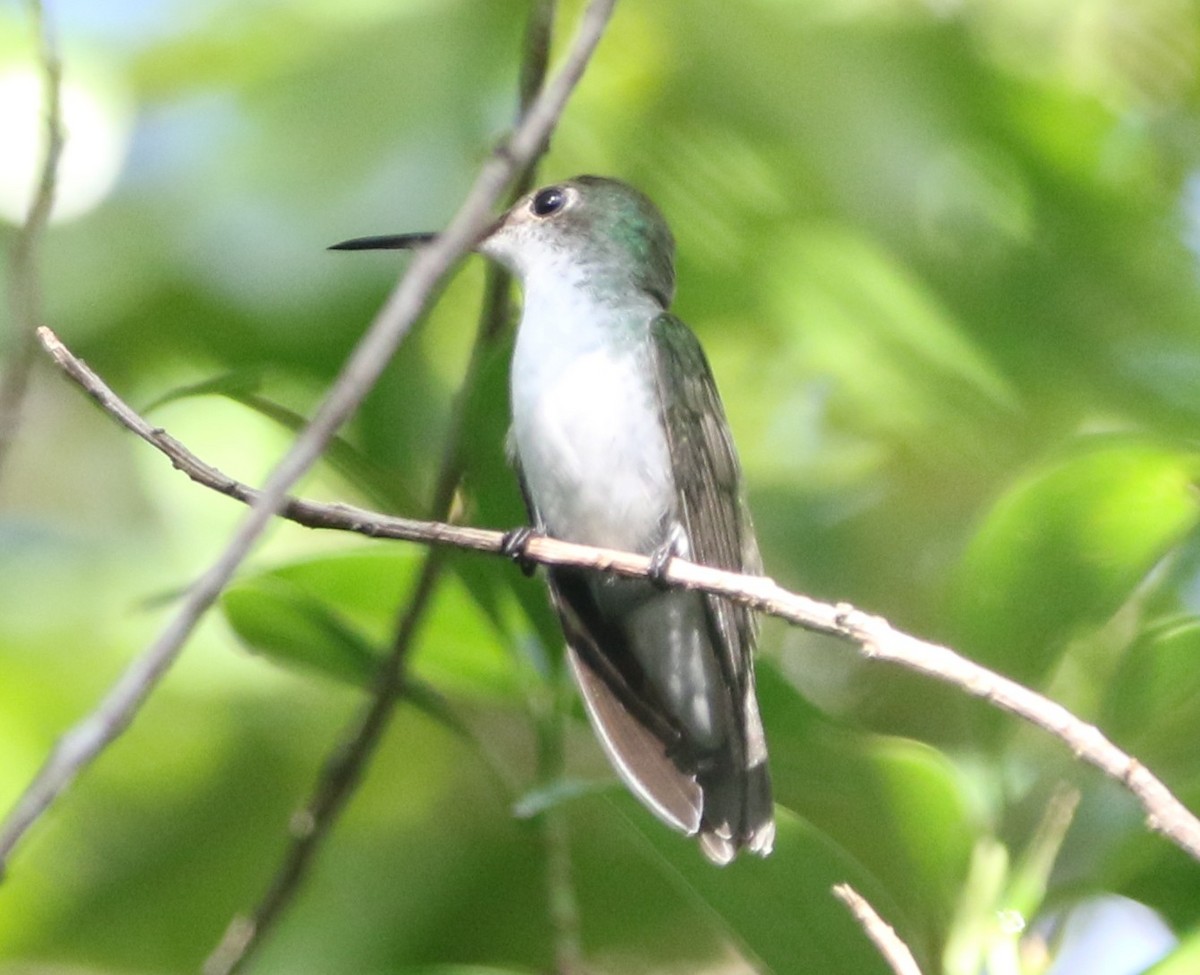 Colibrí Ruiseñor - ML657501083