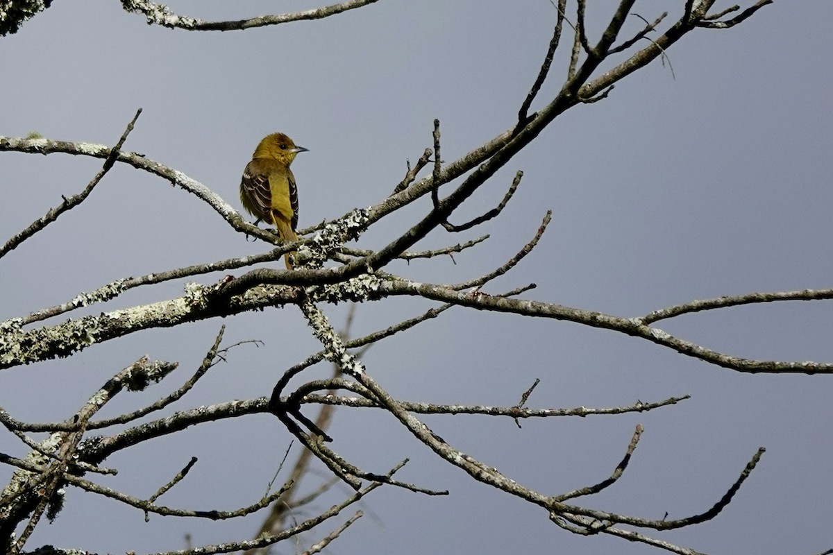 Orchard Oriole - ML657501540